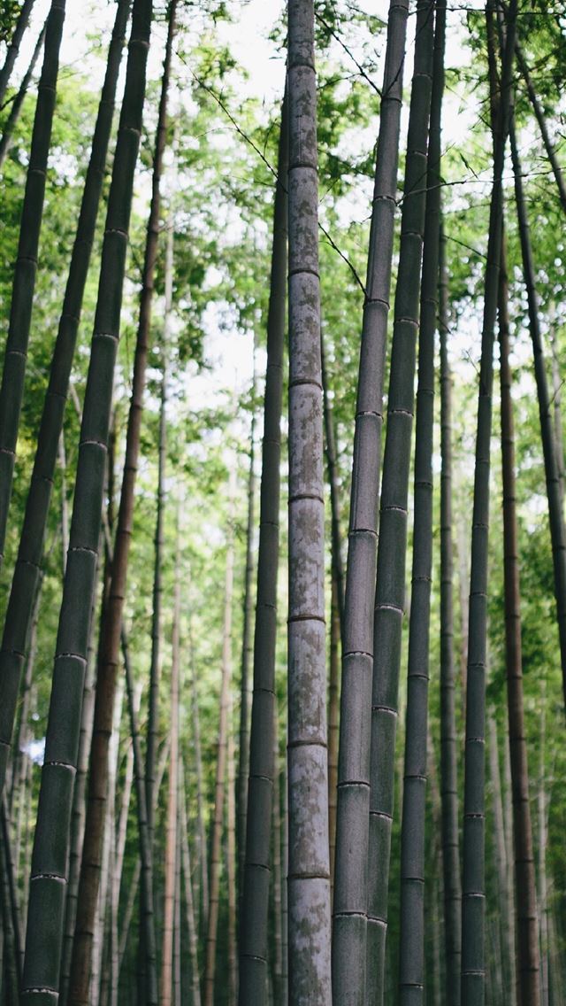 1284x2778 sagano bamboo forest - sagano bamboo forest iPhone Wallpaper