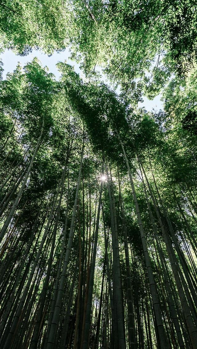 1125x2436 sagano bamboo forest - sagano bamboo forest iPhone Wallpaper
