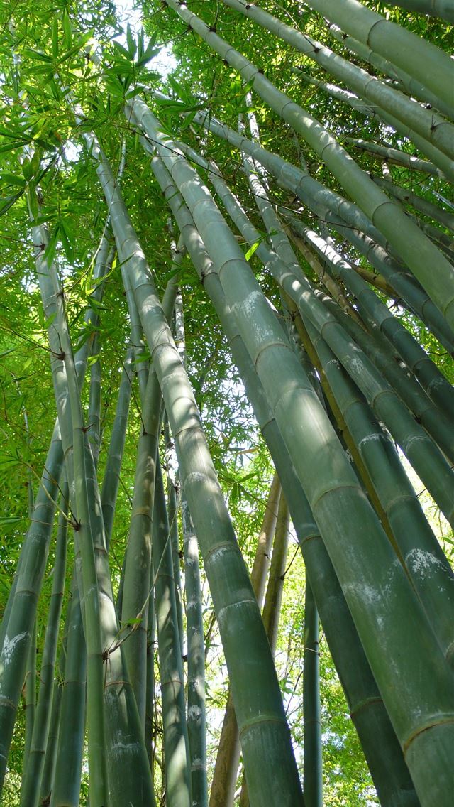 1284x2778 sagano bamboo forest - sagano bamboo forest iPhone Wallpaper
