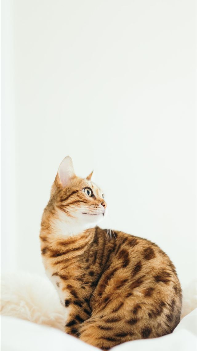 1284x2778 bengal cats - bengal cats iPhone Wallpaper