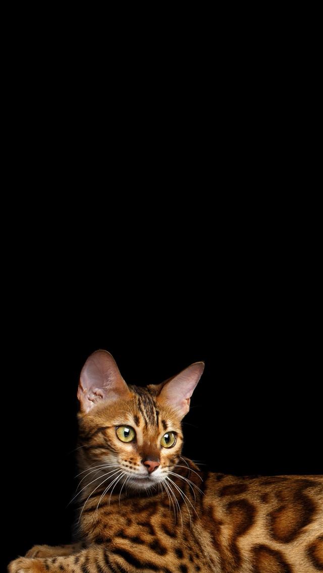 1284x2778 bengal cats - bengal cats iPhone Wallpaper