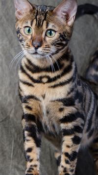 bengal cats wallpaper