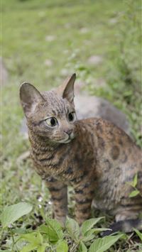 bengal cats wallpaper