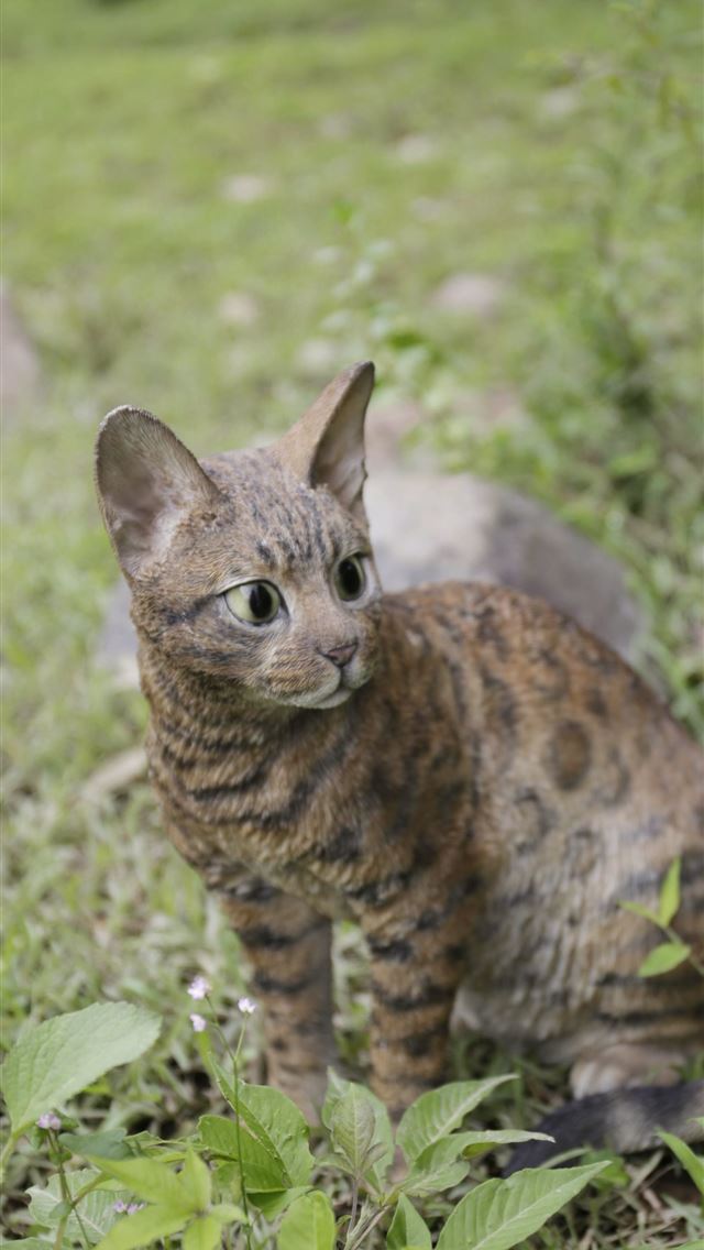 1284x2778 bengal cats - bengal cats iPhone Wallpaper