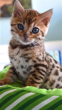 bengal cats wallpaper