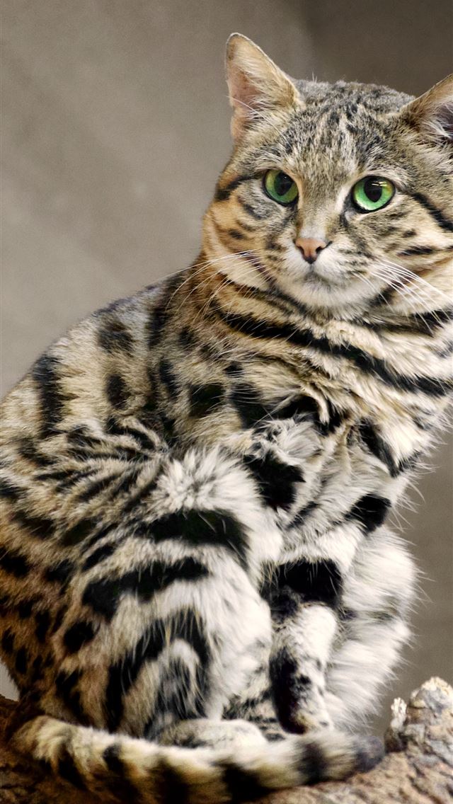 1284x2778 bengal cats - bengal cats iPhone Wallpaper