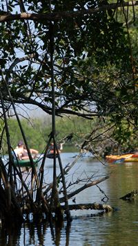 everglades national park wallpaper