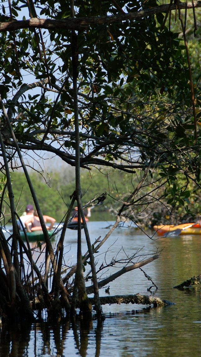 1284x2778 everglades national park - everglades national park iPhone Wallpaper