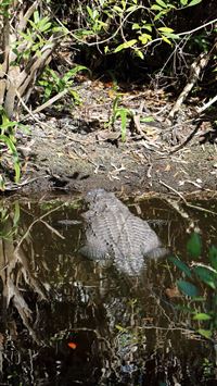 everglades national park wallpaper