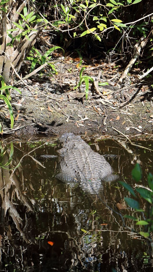 1284x2778 everglades national park - everglades national park iPhone Wallpaper