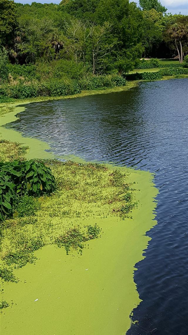 1284x2778 everglades national park - everglades national park iPhone Wallpaper