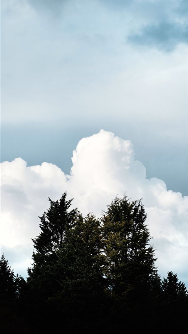 1284x2778 brussels - brussels iPhone Wallpaper