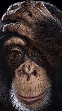 chimpanzee wallpaper