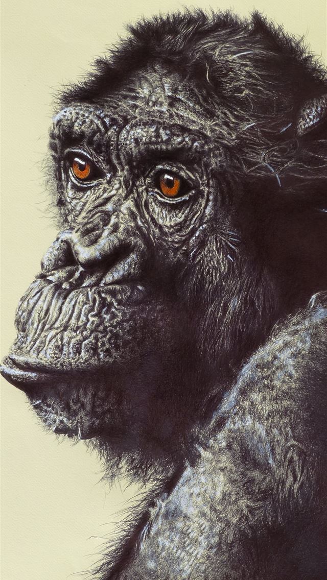 1284x2778 chimpanzee - chimpanzee iPhone Wallpaper
