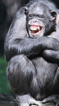 chimpanzee wallpaper