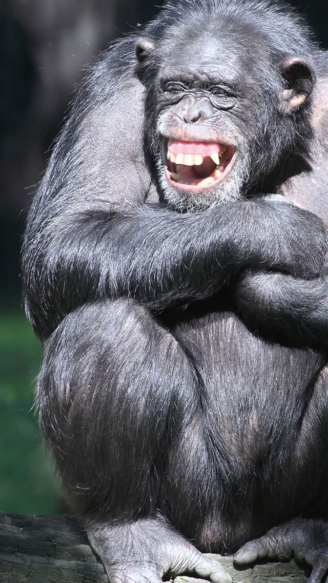 1284x2778 chimpanzee - chimpanzee iPhone Wallpaper