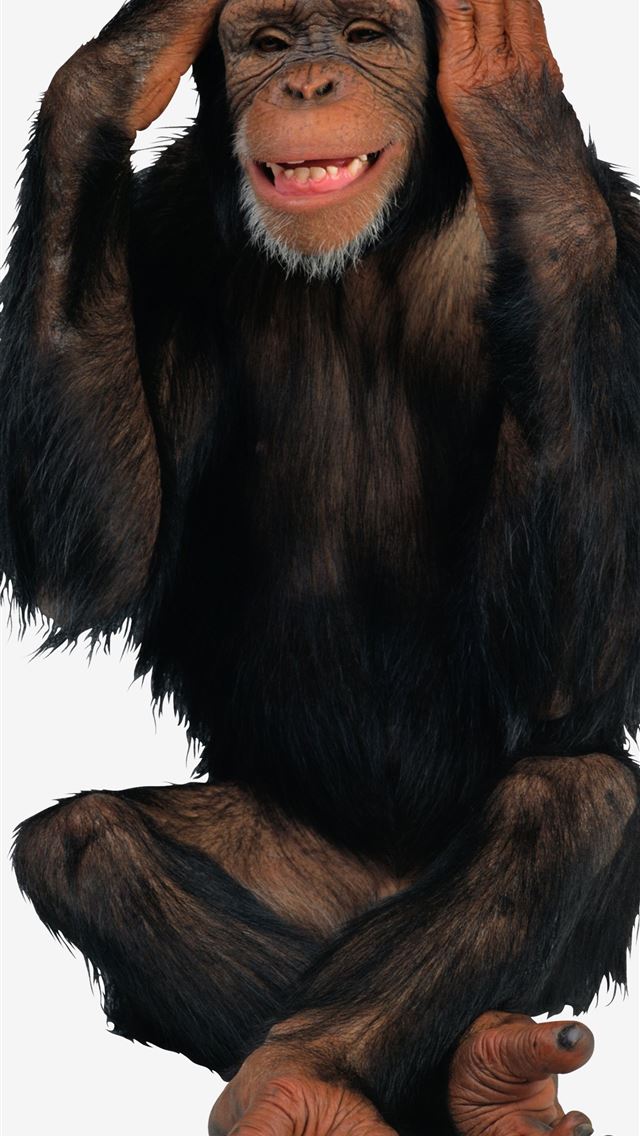 1284x2778 chimpanzee - chimpanzee iPhone Wallpaper