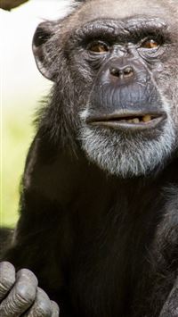 chimpanzee wallpaper