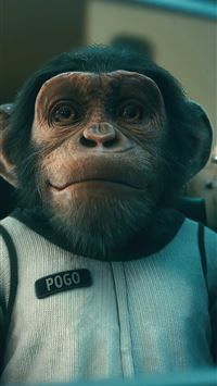 chimpanzee wallpaper