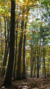 new hampshire wallpaper