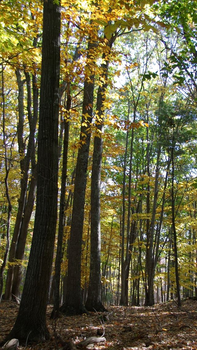 1125x2436 new hampshire - new hampshire iPhone Wallpaper