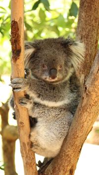 koala hd wallpaper