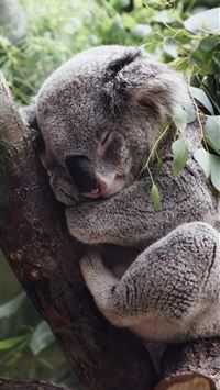 koala hd wallpaper