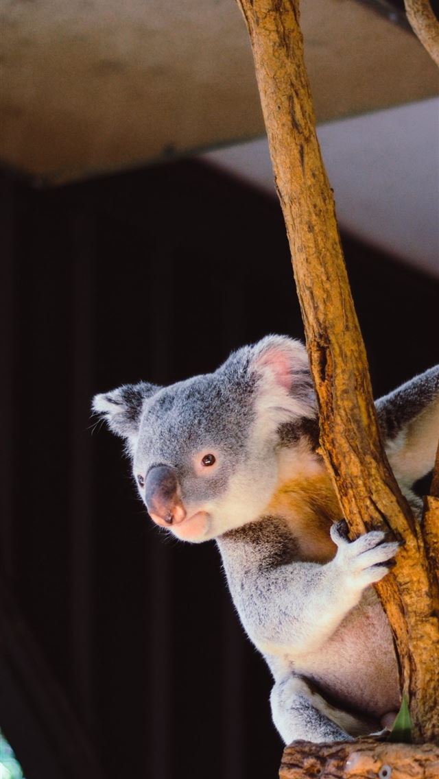 1125x2436 koala hd - koala hd iPhone Wallpaper
