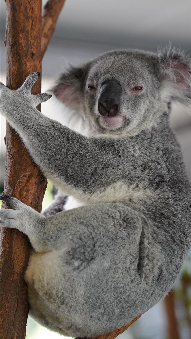 1284x2778 koala hd - koala hd iPhone Wallpaper