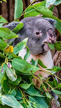 koala hd wallpaper