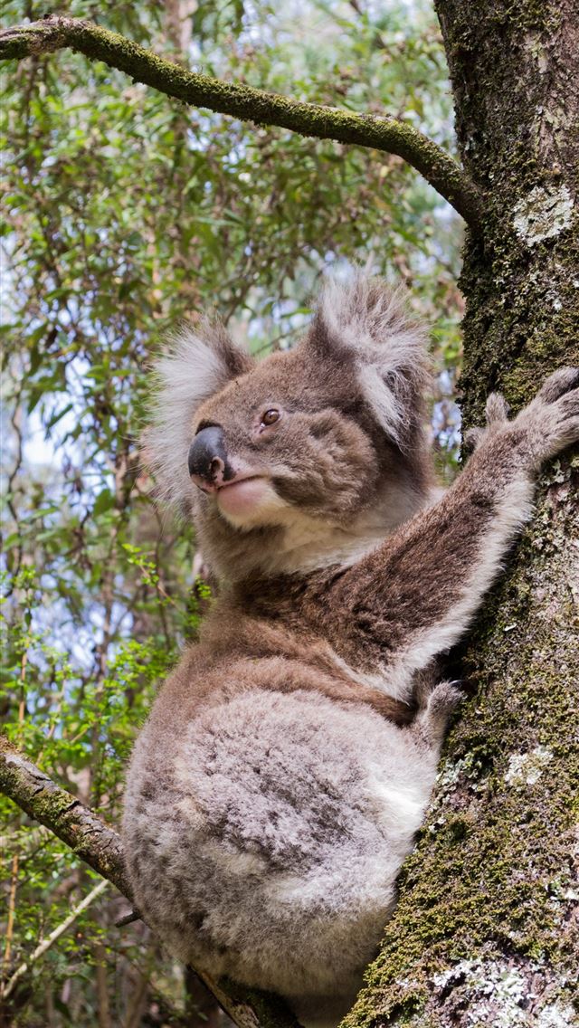 1284x2778 koala hd - koala hd iPhone Wallpaper