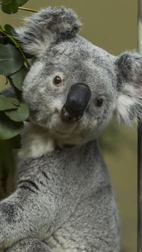 koala hd wallpaper