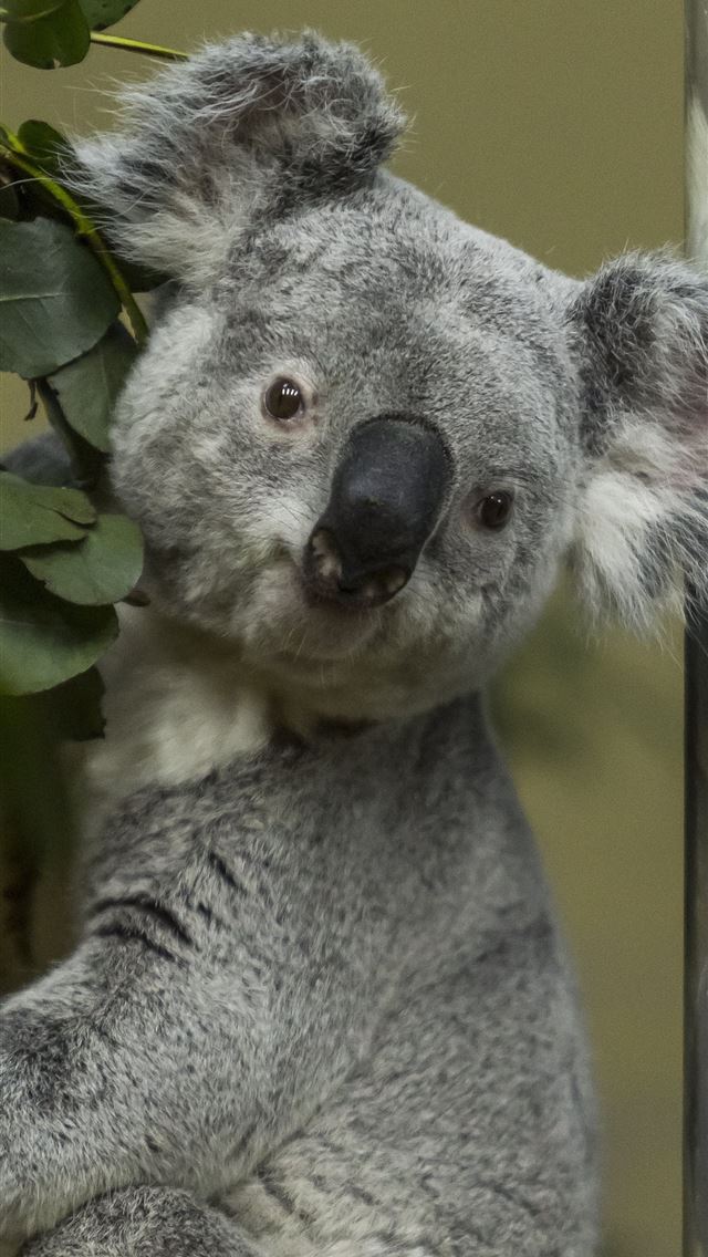 1284x2778 koala hd - koala hd iPhone Wallpaper