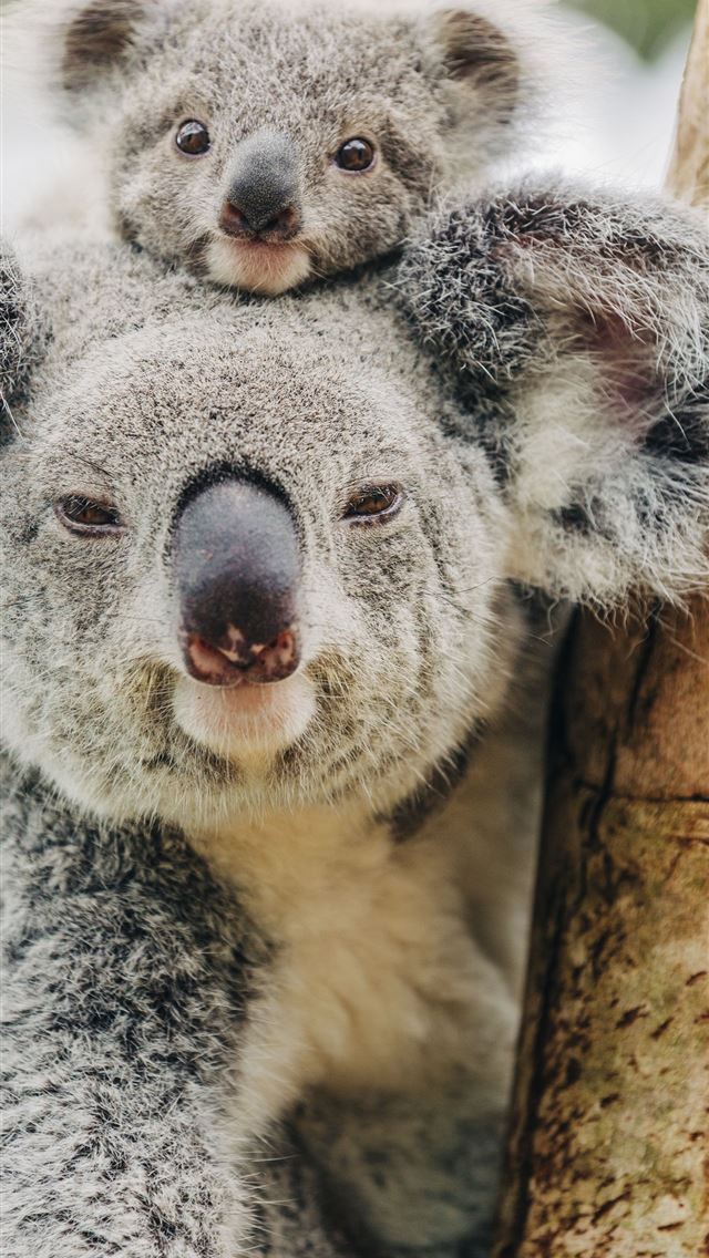 1284x2778 koala hd - koala hd iPhone Wallpaper