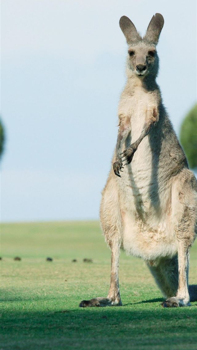 1284x2778 kangaroo hd - kangaroo hd iPhone Wallpaper