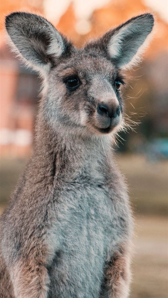 1284x2778 kangaroo hd - kangaroo hd iPhone Wallpaper