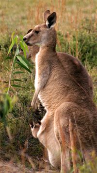 kangaroo hd wallpaper