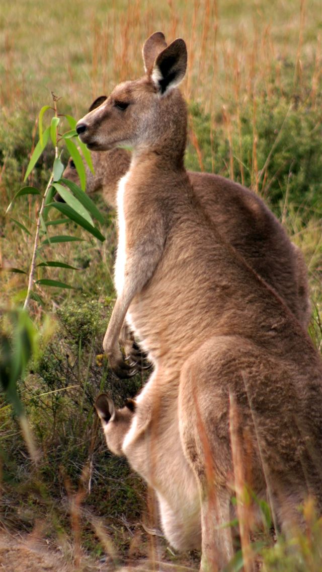 1284x2778 kangaroo hd - kangaroo hd iPhone Wallpaper