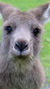 kangaroo hd wallpaper