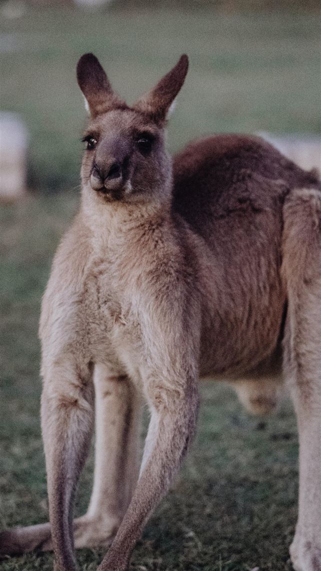 1284x2778 kangaroo hd - kangaroo hd iPhone Wallpaper