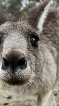 kangaroo hd wallpaper