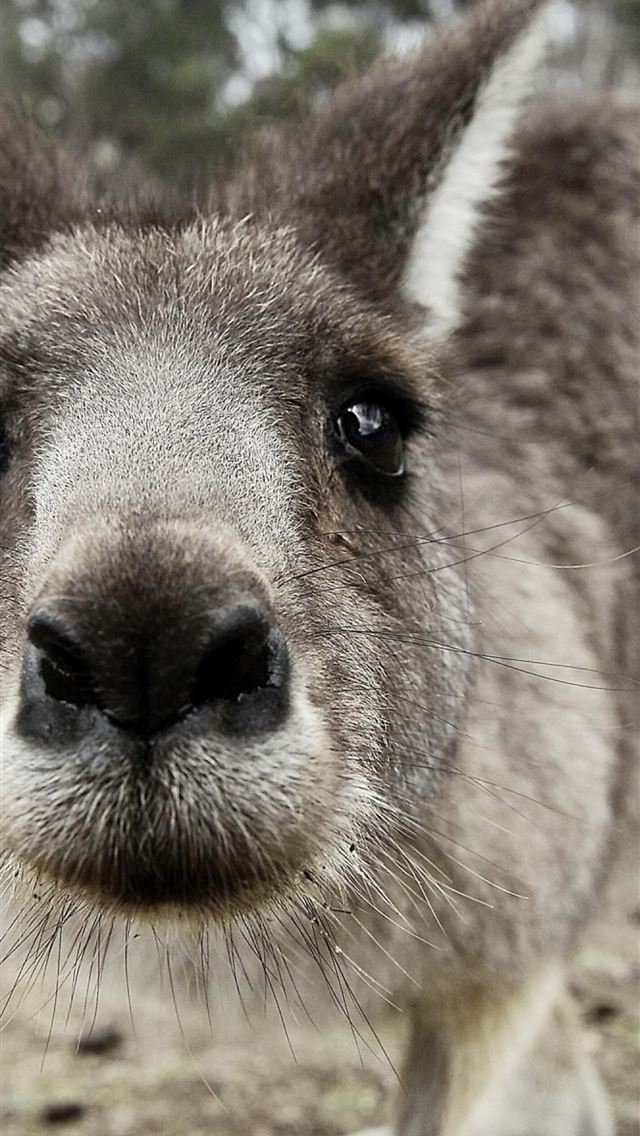 1284x2778 kangaroo hd - kangaroo hd iPhone Wallpaper