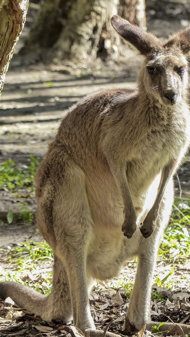 1284x2778 kangaroo hd - kangaroo hd iPhone Wallpaper