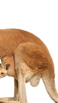 kangaroo hd wallpaper