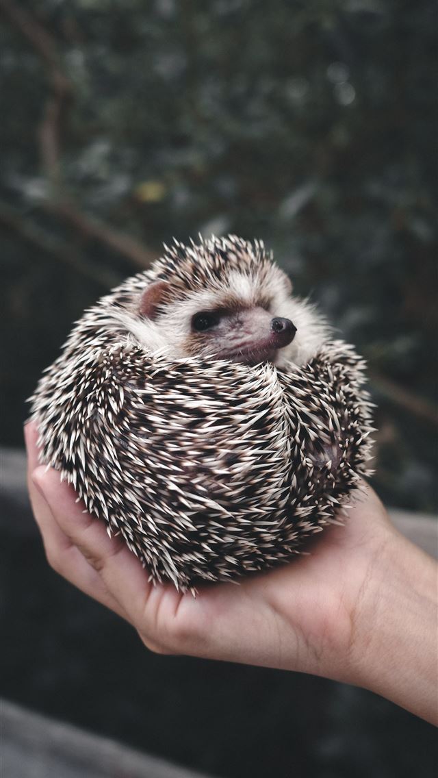 1284x2778 hedgehogs - hedgehogs iPhone Wallpaper