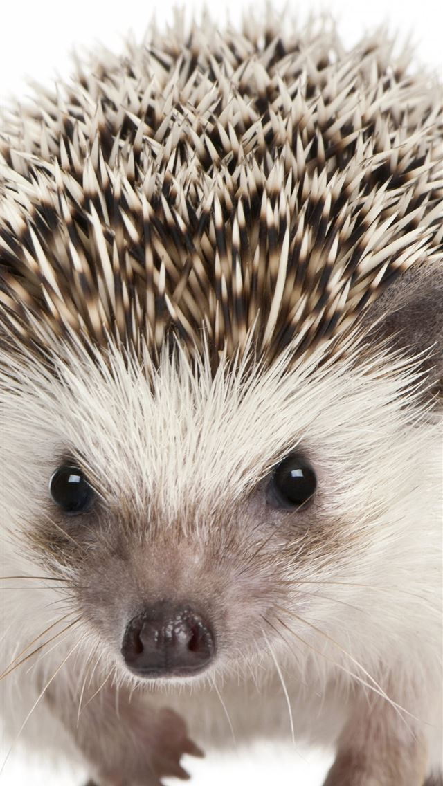 1284x2778 hedgehogs - hedgehogs iPhone Wallpaper