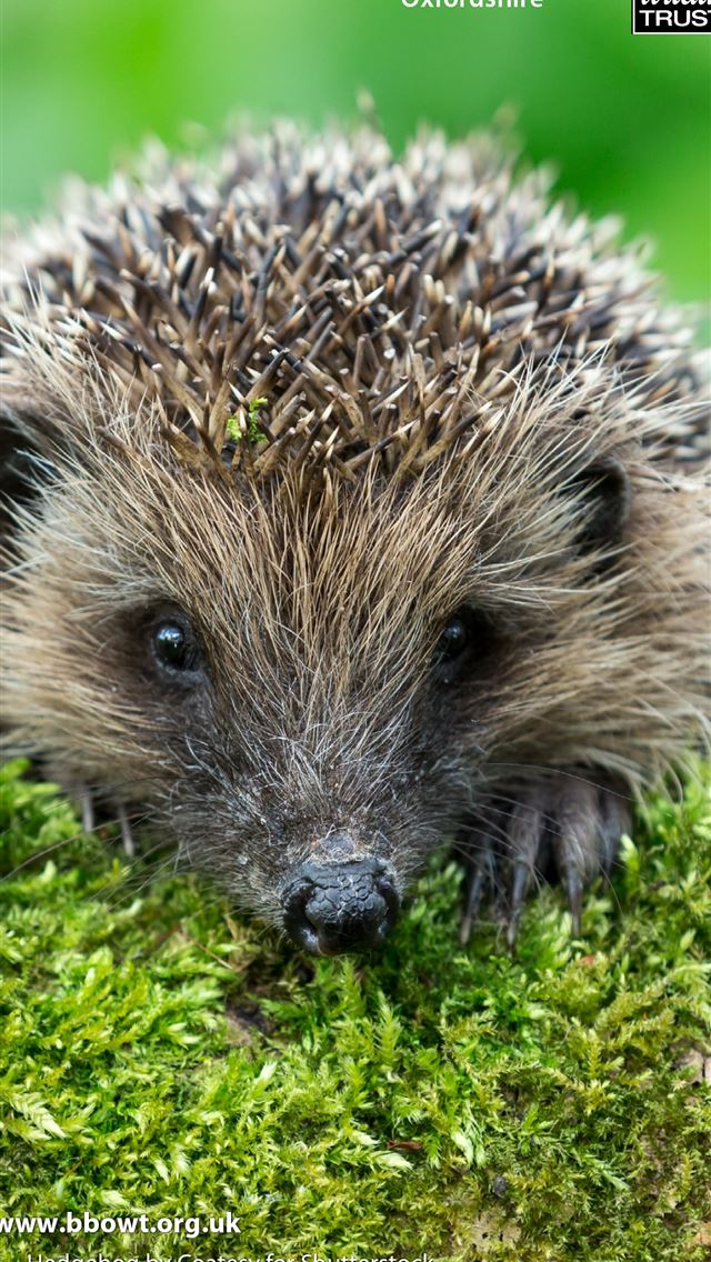 1284x2778 hedgehogs - hedgehogs iPhone Wallpaper