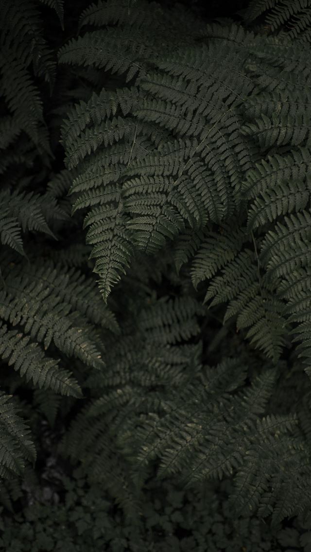 1284x2778 portland - portland iPhone Wallpaper