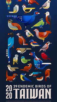 collared bush robin wallpaper