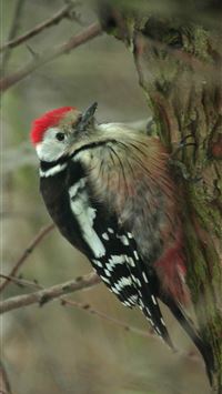 collared bush robin wallpaper